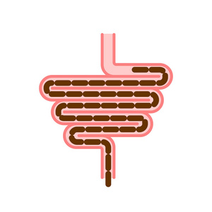 肠子和屎。消化道。人类的肠道。矢量图案