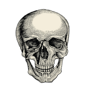 人类头骨手绘复古风格, 头骨解剖