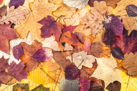 自然秋天背景从各种各样的五颜六色的叶子橡木, 枫树, 桤木, 苹果树, 白杨树
