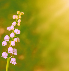 春天的风景。花百合的山谷