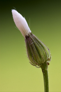 绿色 黑色白花