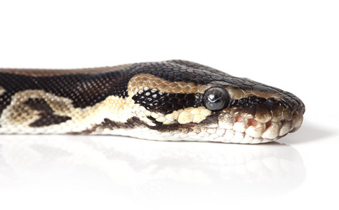 python 蛇特写的肖像