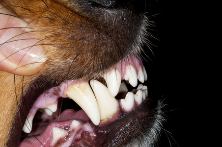 狗双排牙图片-狗双排牙素材-狗双排牙插画-摄图新视界