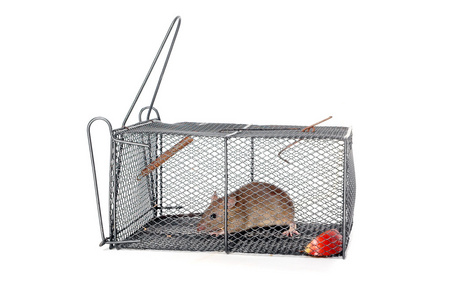 害虫陷阱一只老鼠在一个金属的陷阱中照片