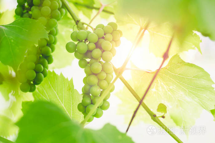 夕阳背景下花园藤蔓枝上未成熟的绿色葡萄照片 正版商用图片05nznx 摄图新视界