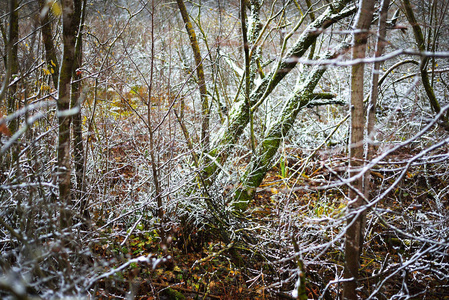 拉脱维亚秋季森林的第一场雪