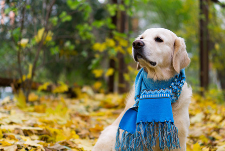 金色猎犬狗在蓝色羊毛围巾在下落的黄色叶子在公园