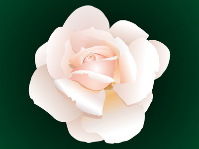 抽象粉红玫瑰