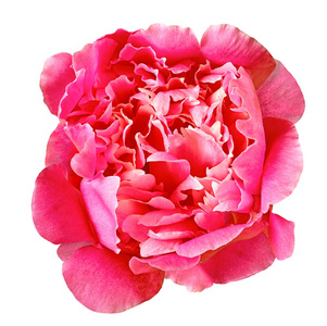花红牡丹, 在白色背景下分离.特写.设计元素照片