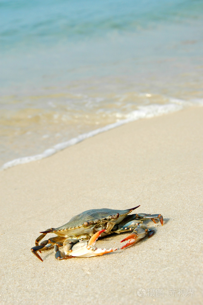 螃蟹在海滩上