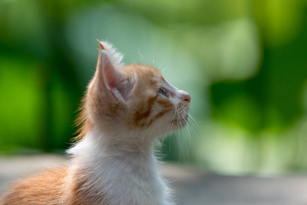 花园里的姜小猫