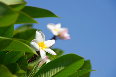 花不