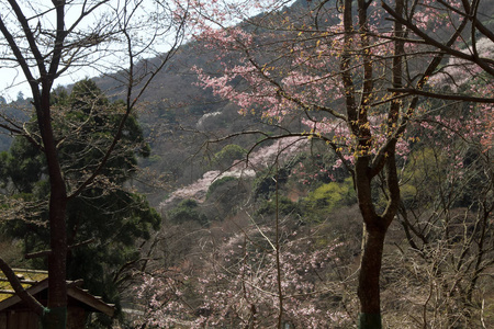 嵯峨野观光线的景观观