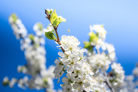 苹果树花