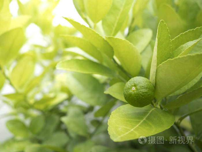 绿色柠檬树在软的焦点