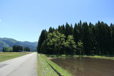 春季, 稻田, 秋田, 日本, 景观