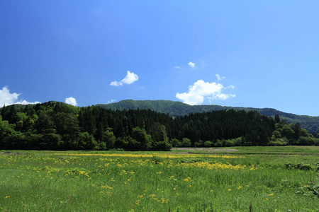 春季, 稻田, 秋田, 日本, 景观