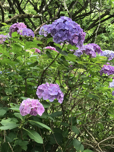 花绣球秦艽的灌木。蓝色和粉红色的花朵。京都植物园