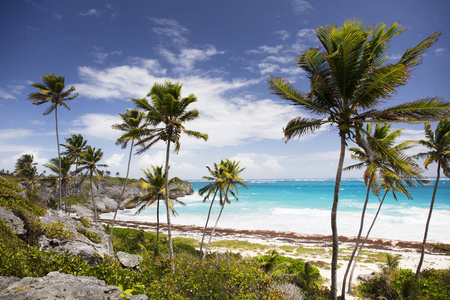 在巴巴多斯岛上的夏天。异国情调的假期。棕榈树。绿松石水。晴朗的蓝天。美丽的白色沙滩