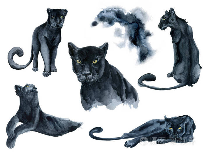黑豹动物画法图片