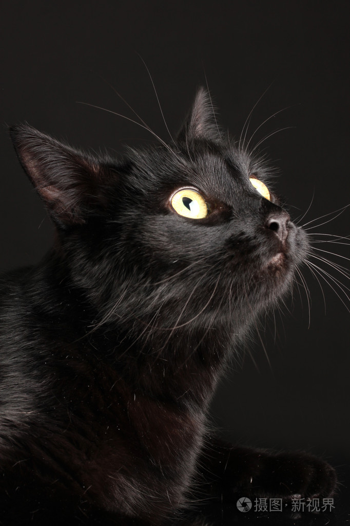 黑色背景上的黑猫