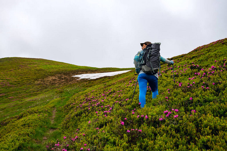 冒险女性爬上绿色的山坡, 在开花的粉红色杜鹃和看着距离。史诗般的旅行在山上。广角, 后视图