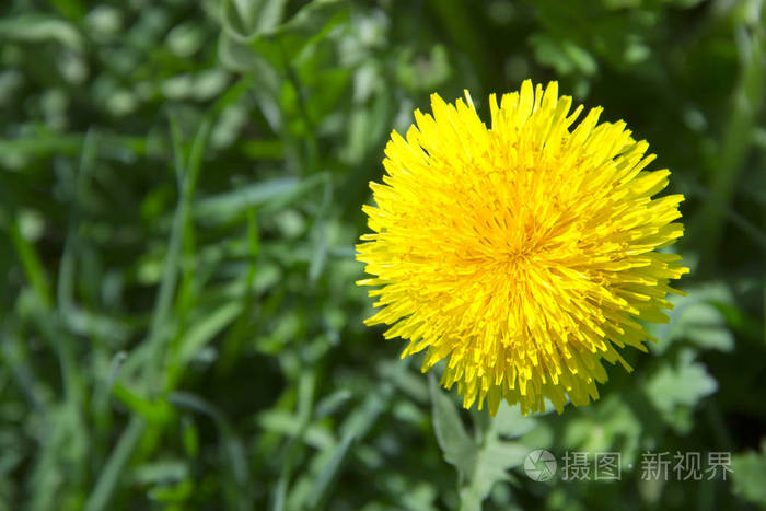 绿草上的黄蒲公英圈雌蕊雄蕊特写复制空间