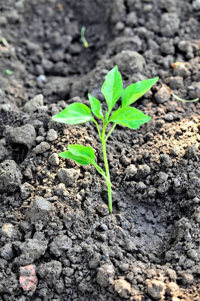 新鲜种植辣椒在肥沃的土壤形象
