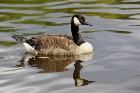 加拿大鹅科图片