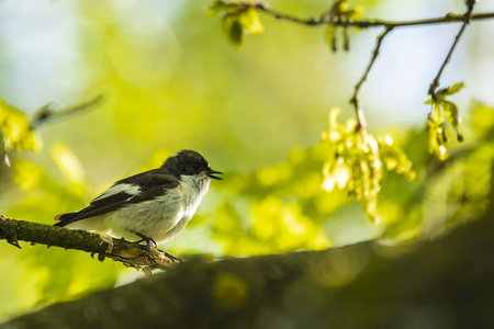 hypoleuca) 栖息在树枝上, 在春季繁殖季节的绿色森林中歌唱照片