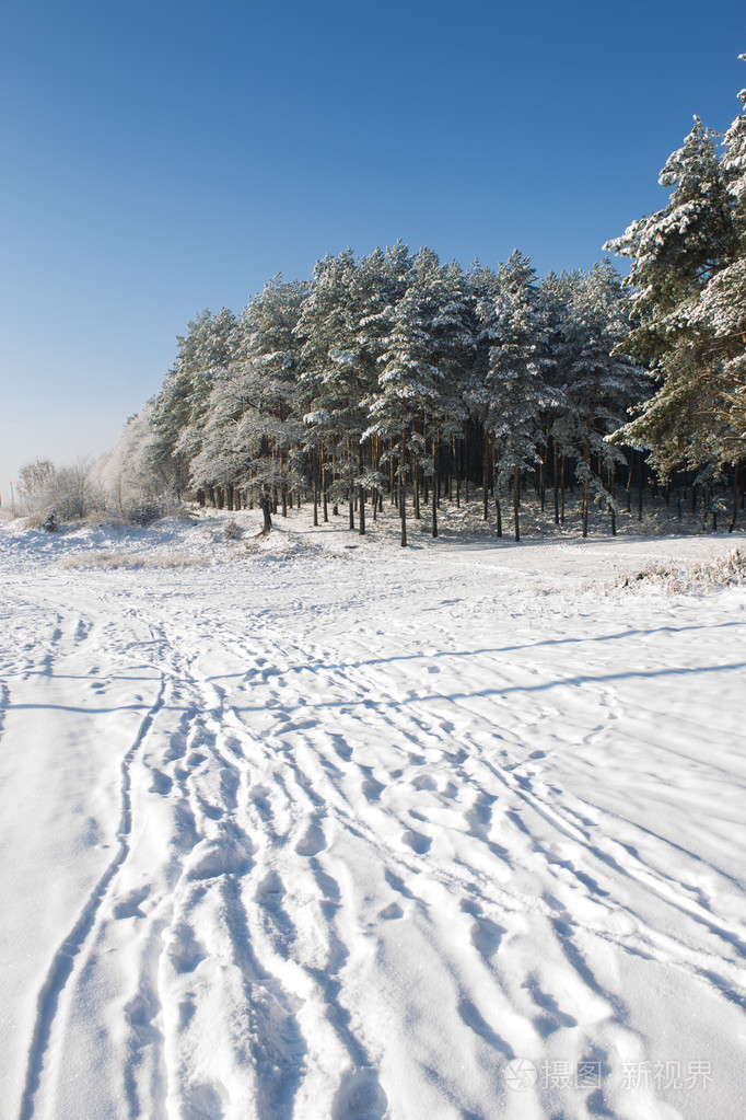 在雪原上的松树