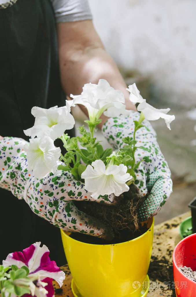 高级女子抱着矮牵牛苗在花园里的花盆里移栽.春季园艺业余爱好活动