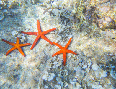 海底海星群