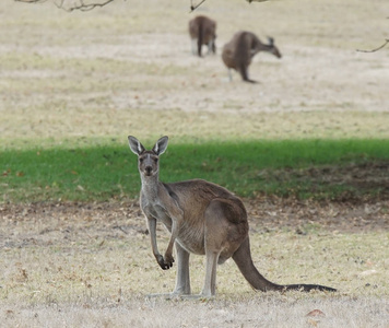 西方灰色袋鼠 羚鲷, 照片是在澳大利亚西部拍摄的。