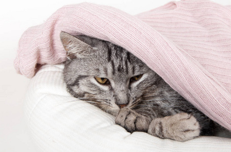 灰色的猫在沙发上隐藏在粉红色的毛衣白色背景