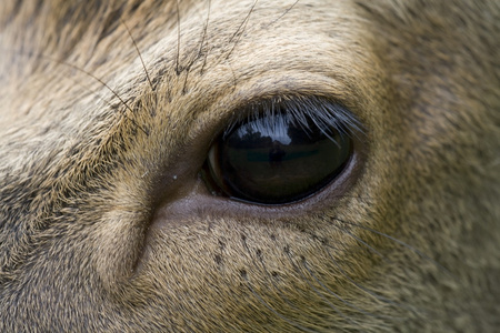 素描画鹿晗眼睛图片