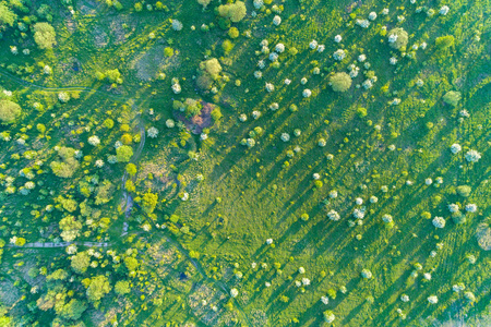 盛开的苹果园鸟瞰图照片