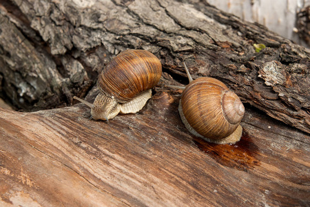 罗马蜗牛蜗牛。通用名称罗马，勃艮第 食用蜗牛或蜗牛，蜗牛是一种大型的 可食用的 呼吸空气土地螺，家庭 Helicidae