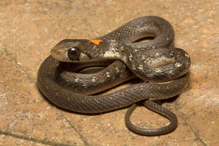 游蛇 himalayanus, 游蛇 himalayanus, Colubridae, Trishna 特里普拉邦印度国家