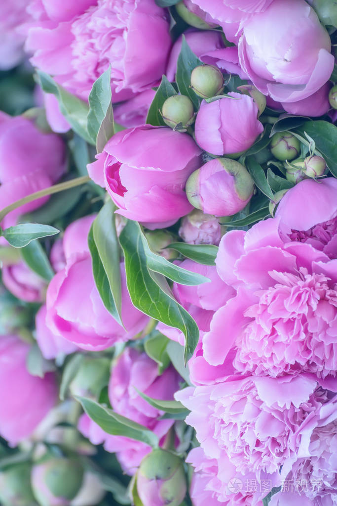 美丽柔和的粉红色牡丹花