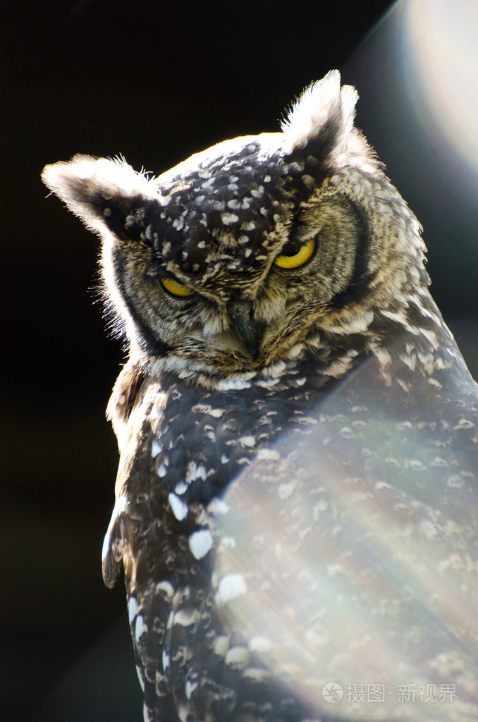 愤怒的猫头鹰
