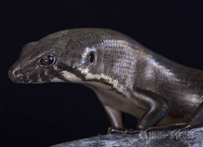 奇chinned 巨型石龙(eugongylus mentovarius 是印尼石龙岛特有的