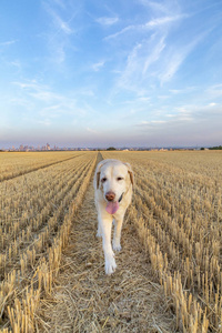 拉布拉多犬喜欢在收割的玉米地里奔跑