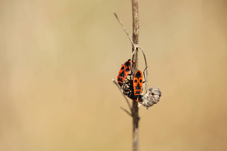 两夏虫们在干枝上, Pyrrhocoris apterus 昆虫