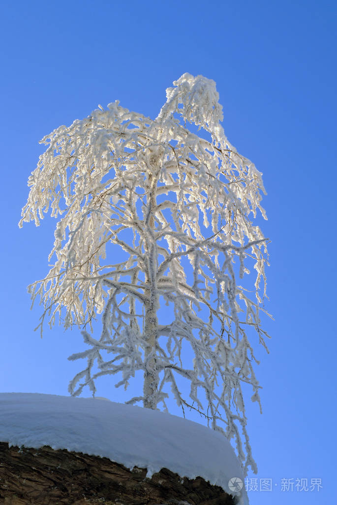 完全覆盖霜东亚白桦, 站在岩石的窗台上