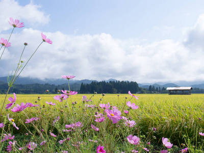 秋稻田, 天地, 日本山水