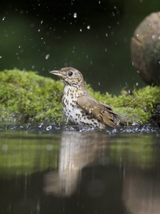 歌画眉, 鸫 philomelos, 单鸟沐浴在水中, 匈牙利, 2018年7月