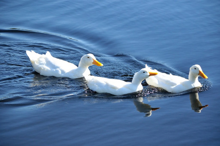 三个白上蓝色的水在一行中游泳的鸭子