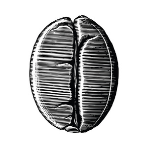 咖啡豆手画老式剪贴画在白色背景下隔离