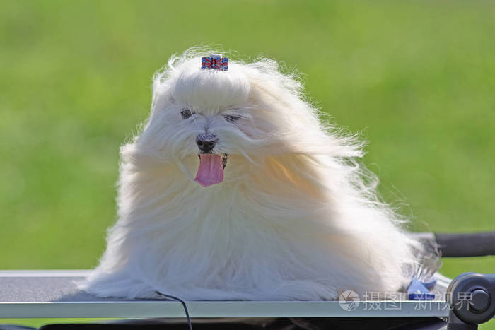 博洛尼亚小型装饰狗特写